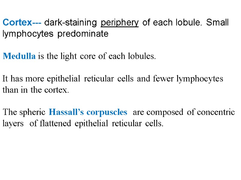 Cortex--- dark-staining periphery of each lobule. Small  lymphocytes predominate  Medulla is the